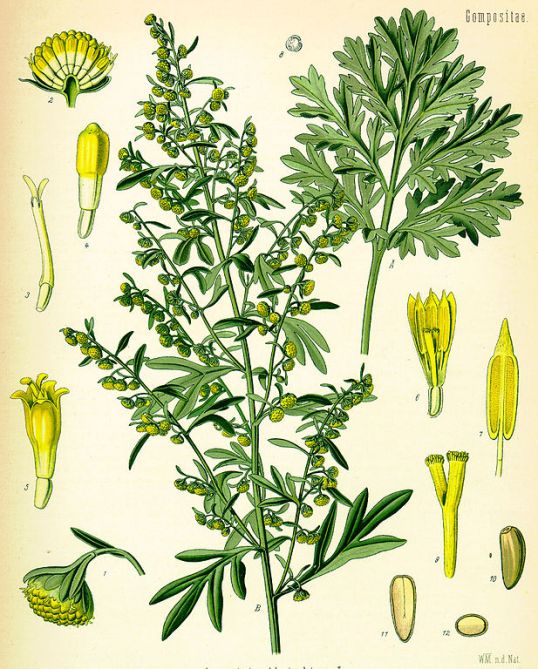 617px-Artemisia_absinthium_(Köhler)