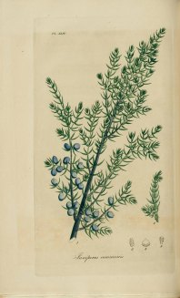 Juniperus_communis,_Common_juniper_(3543483554)