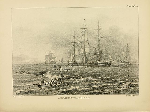 The_marine_mammals_of_the_north-western_coast_of_North_America_(Plate_XXVI)_BHL16226391